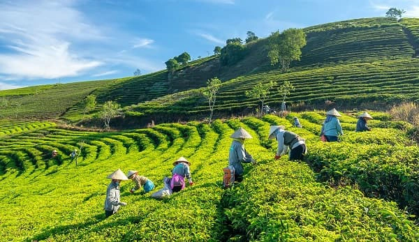 Đồi chè ở cao nguyên Vân Hà