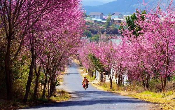 Ảnh: Nguyễn Khánh Hoàng