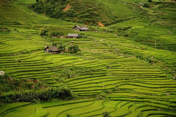 Ảnh: FB Sali House Ảnh: FB Sali House