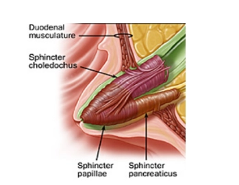 Cấu tạo cơ vòng Oddi