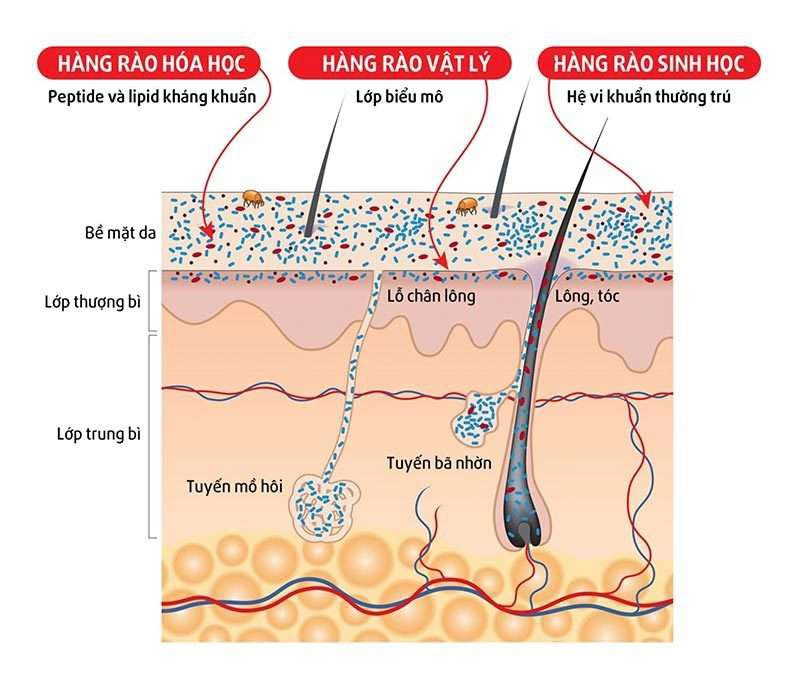 Da là bảo vệ cơ thể