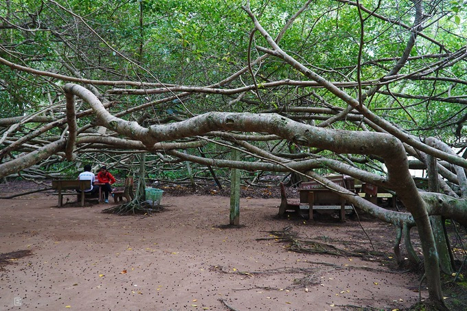 Những cành gừa uốn lượn, ngoằn ngoèo đan vào nhau chằng chịt trên không trung, dưới mặt đất tạo thành một không gian huyền bí. Bạn phải cúi thấp người để len lỏi vào bên trong, càng tiến vào sâu, du khách như lạc vào mê cung.