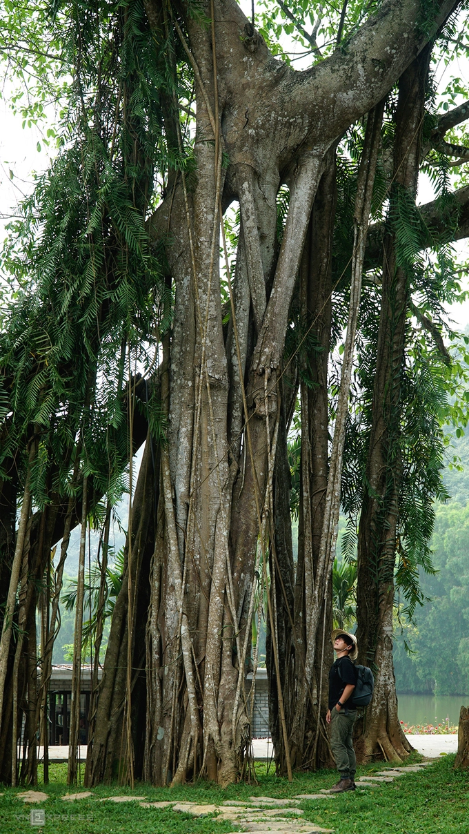 Theo nghiên cứu của các nhà khoa học, cây đa này có tuổi đời cả nghìn năm. Mỗi bước di chuyển của cây cách nhau khoảng 300 năm.