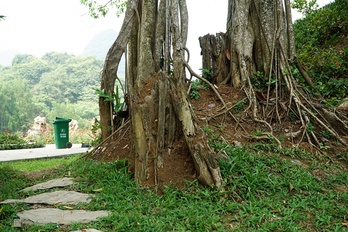 Khuôn viên xung quanh có người trồng cỏ, chăm sóc hằng ngày. Để chiêm ngưỡng và chụp ảnh cây đa, bạn phải mua vé vào khu du lịch với giá 100.000 đồng một người. Trẻ em từ 0,8 tới 1,3 m mua vé giá 50.000 đồng, dưới 0,8 m vào tự do.