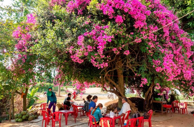 Chủ nhân cây hoa giấy tận dụng bóng mát để bán nước. "Mỗi ngày có khoảng 100 người dừng chân chiêm ngưỡng, có ngày đến 200-300 người", bà Nhiều chia sẻ.