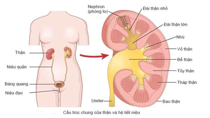 Nhiễm khuẩn đường tiết niệu