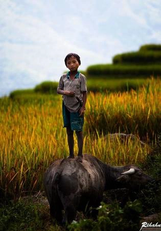 Chú bé trên lưng trâu.