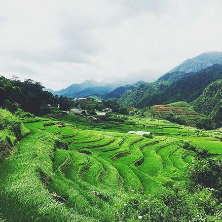 Những thửa ruộng bậc thang xanh mượt vào mùa hè ở Sa Pa.