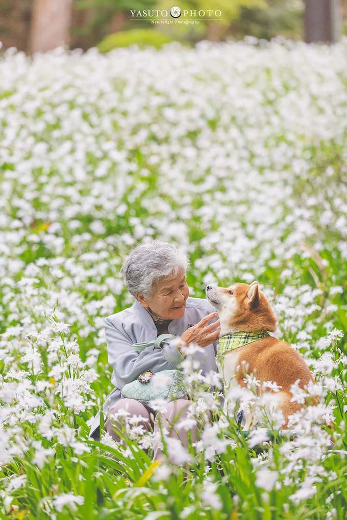 Bạn đồng hành của hai bà cháu là một chú chó inu shiba được bà nuôi từ lâu. Cụ bà hạnh phúc chơi đùa cùng người bạn bốn chân giữa cánh đồng hoa trắng muốt.