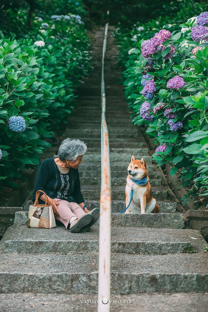 Tới mùa hè, anh lại đưa bà và chú chó nhỏ dự lễ hội hoa cẩm tú cầu ở ngôi đồn Hakusan (Tokyo) với 3.000 cây hoa thuộc 20 loài, khoe sắc đủ màu xanh, tím và trắng.