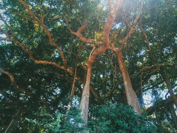 Vì có kinh nghiệm trong lần đi trước, chia sẻ của chuyến đi này cũng bổ sung nhiều chi tiết và đầy đủ về các địa điểm ăn uống, ngủ nghỉ, tham quan. Trong hình là cây đa trăm tuổi nằm ở bán đảo Sơn Trà. Vì có kinh nghiệm trong lần đi trước, chia sẻ của chuyến đi này cũng bổ sung nhiều chi tiết và đầy đủ về các địa điểm ăn uống, ngủ nghỉ, tham quan. Trong hình là cây đa trăm tuổi nằm ở bán đảo Sơn Trà.