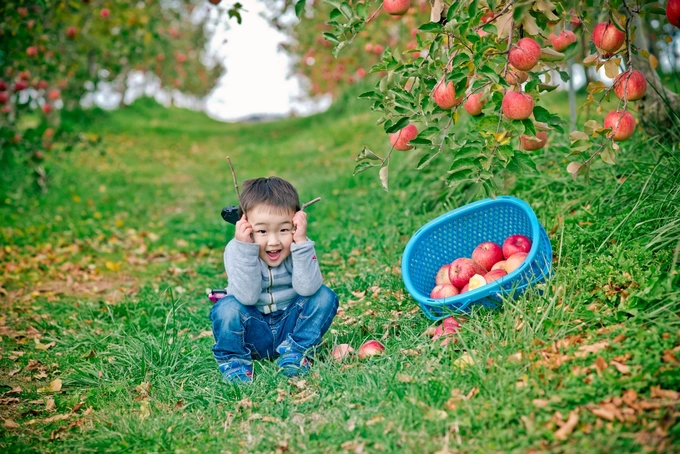 Đây là loại táo đường, mọng nước, ngọt như mật trông rất hấp dẫn. Bạn được phép hái thỏa thích, có thể thưởng thức ngay lập tức để tận hưởng trọn vẹn độ tươi ngon. Vì thế, nếu quá chán với cảnh đô thị xô bồ, mùa hoa anh đào, mùa lá đỏ luôn đông nghẹt du khách thì vườn táo ở Nagano là một gợi ý không tồi cho chuyến đi đến xứ sở mặt trời mọc của bạn. Gói thêm vài thứ đồ ăn nhẹ là đủ để có một ngày picnic vui hết ý.