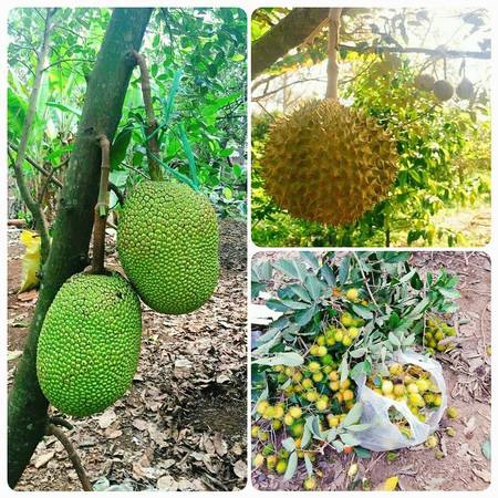 Khu du lịch khá rộng lớn với sông rạch, vườn cây ăn trái khoảng 3ha “mùa nào thức nấy” khá hấp dẫn. Ảnh:@tuanlei Khu du lịch khá rộng lớn với sông rạch, vườn cây ăn trái khoảng 3ha “mùa nào thức nấy” khá hấp dẫn. Ảnh:@tuanlei