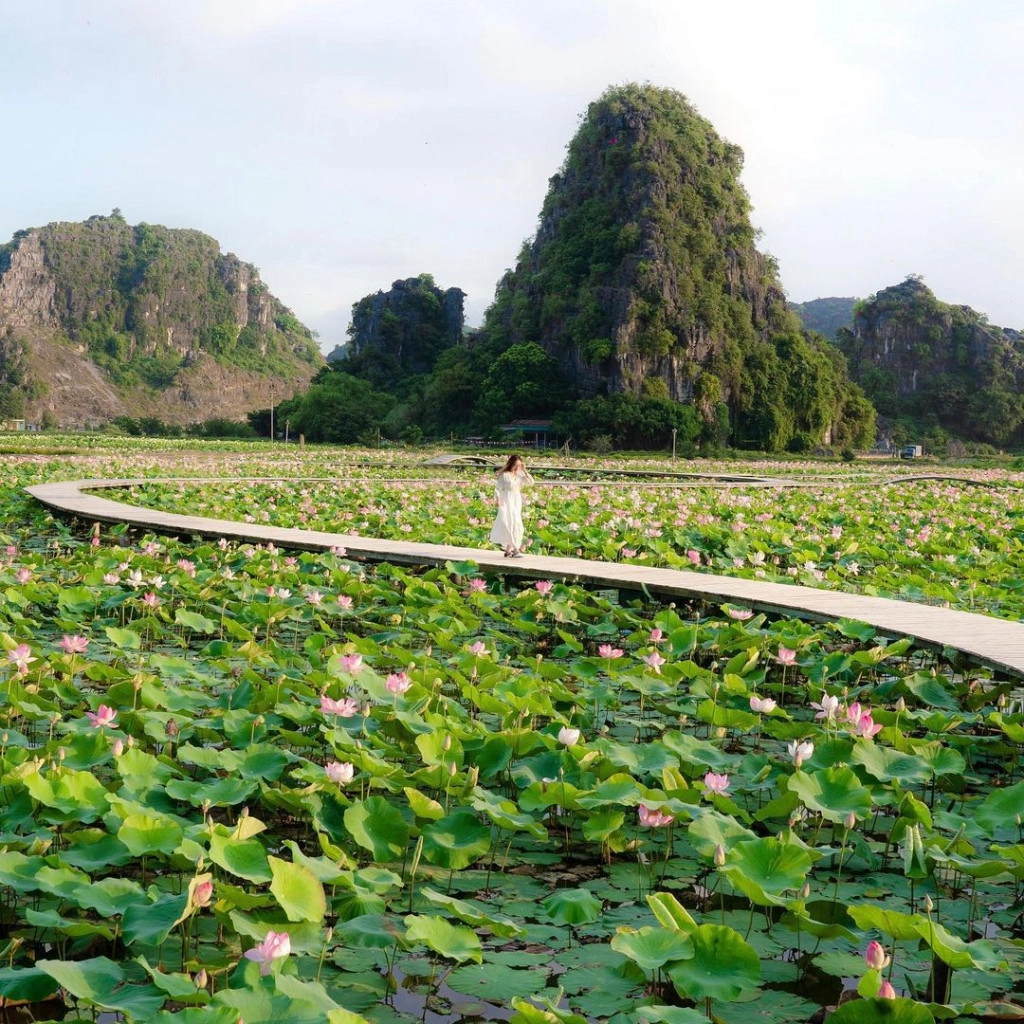 Bạt ngàn sen nở rộ. Ảnh: nguyenthuha.97