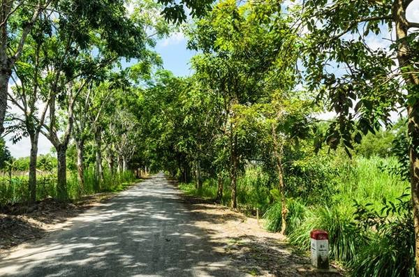 Rừng quốc gia cách thành phố Rạch Giá, tỉnh Kiên Giang hơn 60 km về phía nam. Đường vào rừng rợp bóng cây mát mẻ, mang đặc trưng của miền Tây. Rừng quốc gia cách thành phố Rạch Giá, tỉnh Kiên Giang hơn 60 km về phía nam. Đường vào rừng rợp bóng cây mát mẻ, mang đặc trưng của miền Tây.