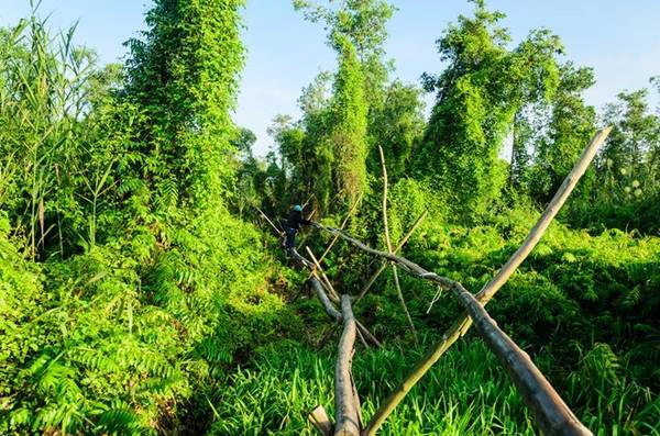 Trảng Chim được mệnh danh là vương quốc chim, nơi quy tụ hơn trăm loài, trong đó có nhiều loài nằm trong danh sách bị đe dọa toàn cầu. Đường đi là những cầu dựng từ một thân cây tràm - cầu khỉ, một món "đặc sản" của miền Tây Nam Bộ. Trảng Chim được mệnh danh là vương quốc chim, nơi quy tụ hơn trăm loài, trong đó có nhiều loài nằm trong danh sách bị đe dọa toàn cầu. Đường đi là những cầu dựng từ một thân cây tràm - cầu khỉ, một món "đặc sản" của miền Tây Nam Bộ.