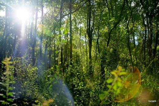 Đặc biệt không thể bỏ qua trải nghiệm đi bộ trekking xuyên những tuyến tham quan phổ biến như vườn thực vật, đồi Tượng, Bàu Sấu, Hang Dơi, Đồi Đá Trắng - Nhà Dài. (Nguồn: Internet) Đặc biệt không thể bỏ qua trải nghiệm đi bộ trekking xuyên những tuyến tham quan phổ biến như vườn thực vật, đồi Tượng, Bàu Sấu, Hang Dơi, Đồi Đá Trắng - Nhà Dài. (Nguồn: Internet)