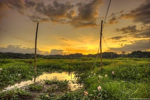Hoàng hôn vàng dần buông trên bãi cỏ xanh. (Nguồn: Internet) Hoàng hôn vàng dần buông trên bãi cỏ xanh. (Nguồn: Internet)