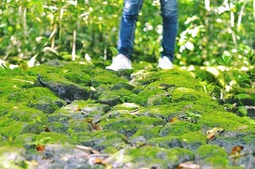 … được đi trên những phiến đá phủ đầy rêu xanh trơn trượt… (Nguồn: Internet) … được đi trên những phiến đá phủ đầy rêu xanh trơn trượt… (Nguồn: Internet)