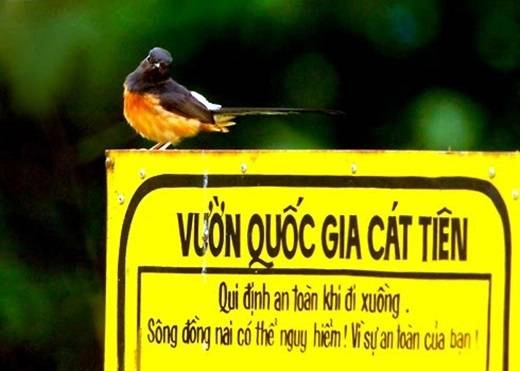 Không khó để đến được vườn quốc gia Nam Cát Tiên. Từ Sài Gòn đến đây mất khoảng 4 tiếng, bạn chỉ cần đi theo Quốc lộ 1 tới ngã ba Dầu Giây, đi tiếp theo đường Quốc lộ 20, qua huyện Định Quán rồi sẽ đến được địa phận huyện Tân Phú. (Nguồn: Internet) Không khó để đến được vườn quốc gia Nam Cát Tiên. Từ Sài Gòn đến đây mất khoảng 4 tiếng, bạn chỉ cần đi theo Quốc lộ 1 tới ngã ba Dầu Giây, đi tiếp theo đường Quốc lộ 20, qua huyện Định Quán rồi sẽ đến được địa phận huyện Tân Phú. (Nguồn: Internet)