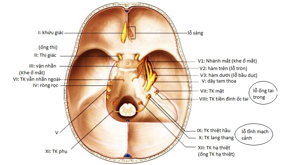 Nền xọ