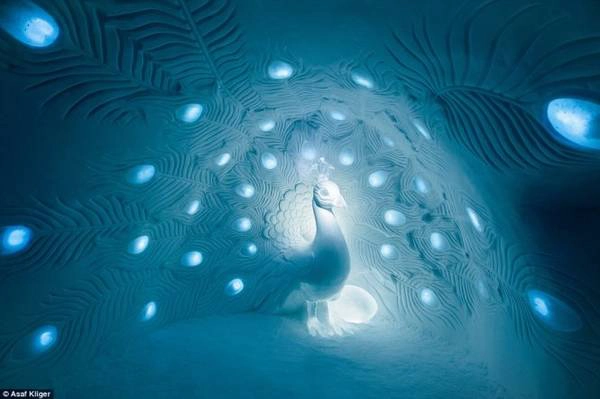 Tác phẩm nghệ thuật điêu khắc chim công bằng băng đá lung linh trong ánh đèn chiếu ở The Ice Hotel - Ảnh: Daily Mail Tác phẩm nghệ thuật điêu khắc chim công bằng băng đá lung linh trong ánh đèn chiếu ở The Ice Hotel - Ảnh: Daily Mail