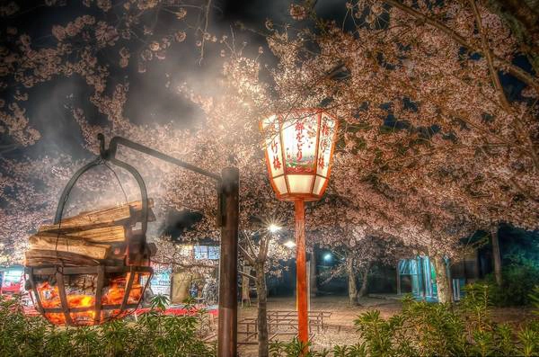 Những tán hoa anh đào nở rực ở Kyoto. Ảnh: Nick Jackson Những tán hoa anh đào nở rực ở Kyoto. Ảnh: Nick Jackson