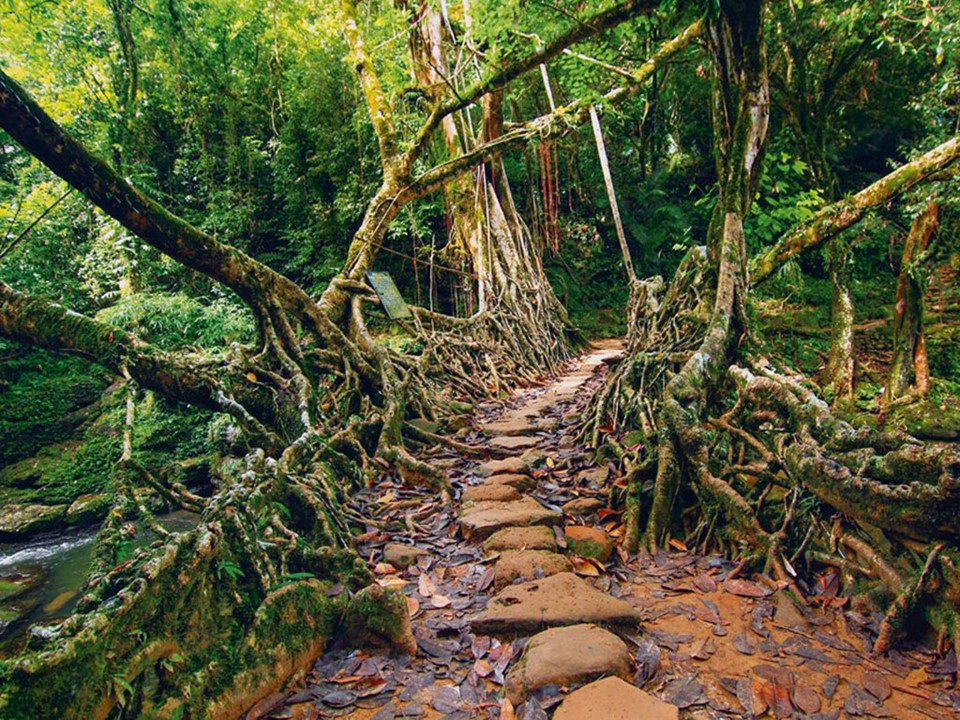 Thay vì dùng những vật liệu thông thường, những cầu rễ cây ở làng Cherrapunji (Ấn Độ), nơi nổi tiếng là một trong những vùng ẩm ướt nhất thế giới, được xây bằng cách sử dụng rễ lộ thiên của cây đa búp đỏ. Ảnh: 123RF.