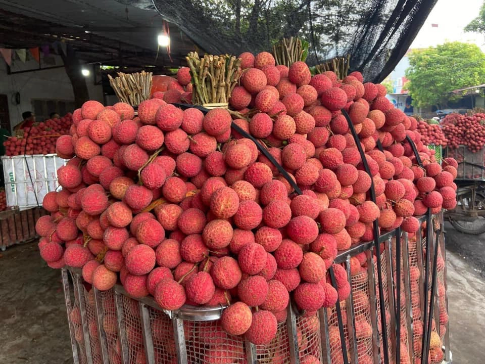 Để có những trái vải tròn lẳn, màu đỏ đẹp mắt và hương vị tuyệt hảo, người nông dân cùng chính quyền địa phương phải đổi mới sản xuất liên tục. Ảnh: linhbeo26