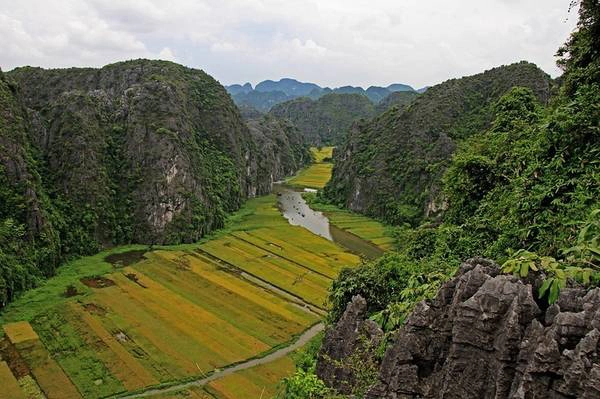 Vẻ đẹp của những cánh đồng lúa chín ở Tam Cốc nhìn từ trên cao.