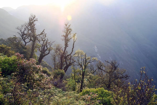 Những tia nắng đầu tiên của ngày mới chiếu xuống khu rừng Tà Chì Nhù - Ảnh: Lê Hồng Thái