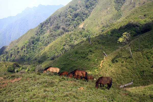 Những đàn ngựa của người dân bản địa nhởn nha gặm cỏ. Nghề chăn ngựa trên núi khá phát triển trong cộng đồng người Mông ở đây - Ảnh: Lê Hồng Thái