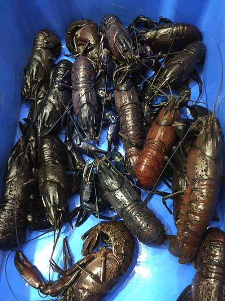 Tôm Marron là một loại tôm quý hiếm ở miền Tây Australia, trọng lượng từ 150 đến 250g, có mức giá từ 70 AUD (gần 1,2 triệu đồng) trở lên. Đây là một trong những món ăn ưa thích của người bản xứ và được bày bán trong các nhà hàng của Việt Kiều ở đây. Hiện nay loại tôm này được mua về Việt Nam để phục vụ cho nhu cầu ẩm thực trong nước.