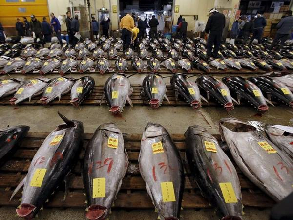 Cá ngừ lớn được bán đấu giá phục vụ các chủ hàng muốn mua con cá đầu tiên trong năm là một trong những truyền thống ở Nhật.