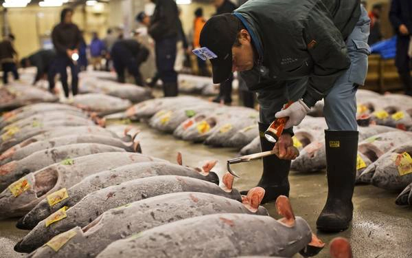 Chợ cá Tsukiji nổi tiếng với các phiên bán đấu giá cá ngừ đại dương. Ảnh: roughguides.com Chợ cá Tsukiji nổi tiếng với các phiên bán đấu giá cá ngừ đại dương. Ảnh: roughguides.com