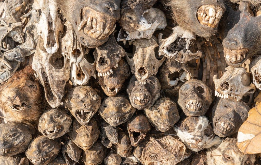 Chợ bùa ngải Akodessewa Fetish, Togo: Chợ bùa ngải lớn nhất và nổi tiếng nhất thế giới nằm tại thủ đô Lome của quốc gia Tây Phi, Togo. Rải rác khắp khu chợ là các sạp hàng đầu lâu, xác khô của đủ các loại động vật như linh cẩu, khỉ, báo, cá sấu, hà mã, cá voi… và nguyên vật liệu dành cho những nghi lễ cúng tế. Các thầy tế có thể tìm thấy bất kỳ loại bùa chú nào cần thiết cho các buổi lễ ở chợ Akodessewa Fetish. Ảnh: GlobalGaz.