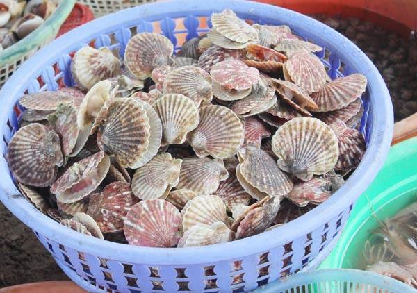 Seo (sò điệp) giá chỉ 120.000 đồng/kg