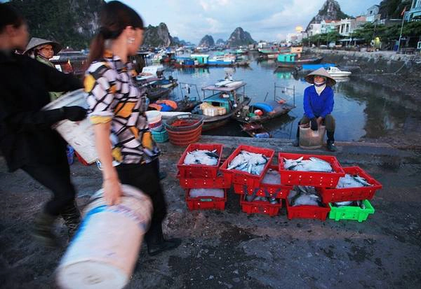 Hiện cảng Cái Rồng không chỉ là cảng cá, mà còn là điểm trung chuyển phục vụ tuyến giao thông đường thủy từ trung tâm thị trấn Cái Rồng ra các xã đảo của huyện Vân Đồn, Cô Tô. Hiện cảng Cái Rồng không chỉ là cảng cá, mà còn là điểm trung chuyển phục vụ tuyến giao thông đường thủy từ trung tâm thị trấn Cái Rồng ra các xã đảo của huyện Vân Đồn, Cô Tô.