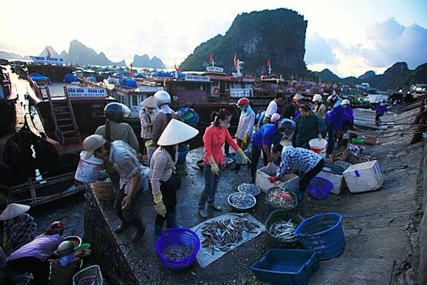5h sáng là thời điểm khu cầu cảng Cái Rồng trở nên ồn ào, đông đúc nhất. Người bán người mua chen nhau, tiếng cười nói sang sảng hòa trong tiếng ghe thuyền chở hải sản từ các đảo và bè cập cảng. 5h sáng là thời điểm khu cầu cảng Cái Rồng trở nên ồn ào, đông đúc nhất. Người bán người mua chen nhau, tiếng cười nói sang sảng hòa trong tiếng ghe thuyền chở hải sản từ các đảo và bè cập cảng.