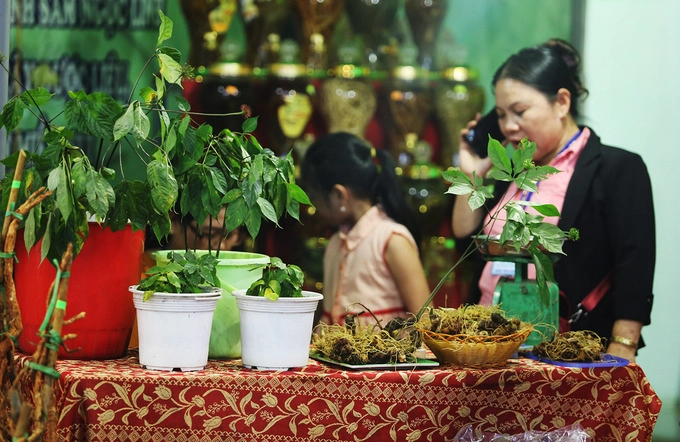 Sâm được người dân trưng bày tại các gian hàng để khách chọn lựa.