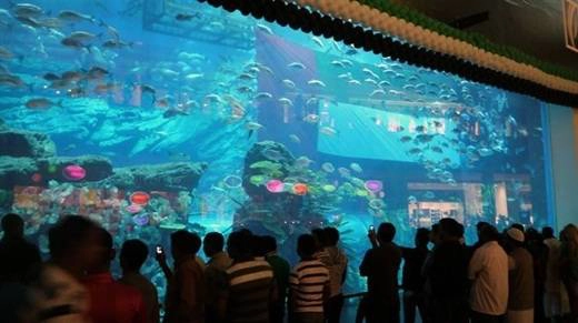 Hồ cá lớn nhất thế giới nằm trong trung tâm mua sắm Dubai với khoảng 33.000 động vật thủy sinh. choang-ngop-voi-nhung-thu-chi-co-o-dubai-ivivu-4