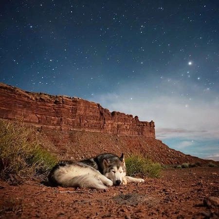 Loki là giống chó lai giữa husky, sói bắc cực và malamute.