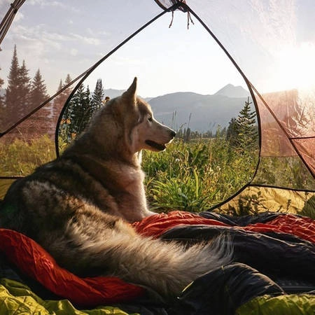 Loki là một chú chó sói lai mang nhiều dòng máu của loài chó hơn. Dù sao việc chăm sóc một chú chó sói cũng không hẳn dễ dàng với Kelly.