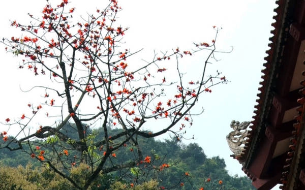Những cây hoa gạo cổ thụ nở bên mái hiên chùa Thiên Trù trong khu di tích chùa Hương
