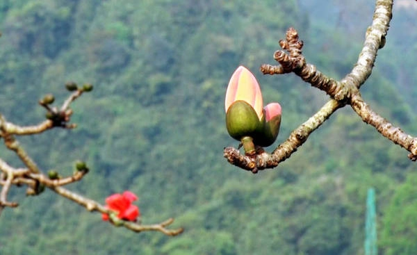Hoa gạo bung nở độ tháng 3, 4 (âm lịch) hàng năm