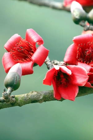 Cận cảnh một bông hoa gạo nở đỏ rực 
