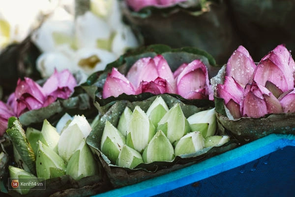 chum-anh-4-thu-hoa-that-dep-cua-thang-6-ha-noi-ivivu-1