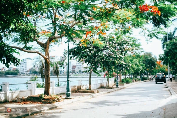 chum-anh-4-thu-hoa-that-dep-cua-thang-6-ha-noi-ivivu-10