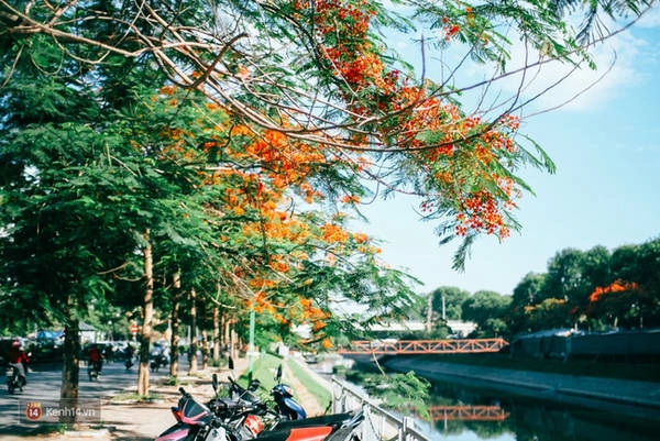 chum-anh-4-thu-hoa-that-dep-cua-thang-6-ha-noi-ivivu-13