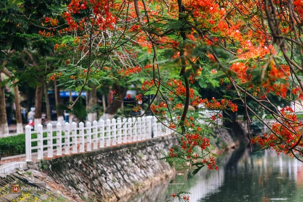 chum-anh-4-thu-hoa-that-dep-cua-thang-6-ha-noi-ivivu-16